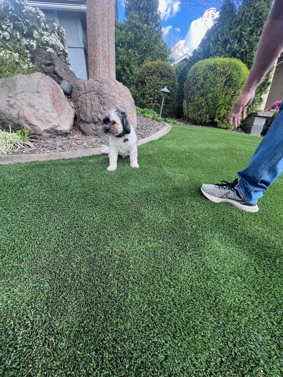 How Often Should You Clean Artificial Turf?